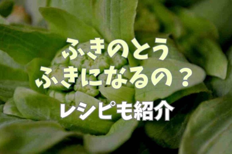 ふきのとうはふきになる？レシピも紹介