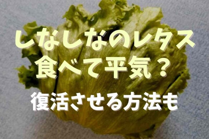 しなしなのレタスは食べれる？原因と復活させる方法