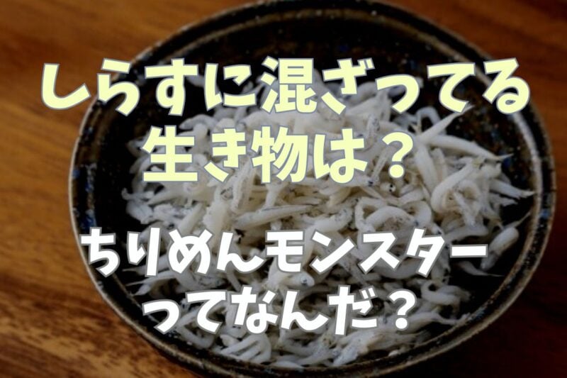しらすに混ざってる生物は？チリメンモンスターとは何か調査