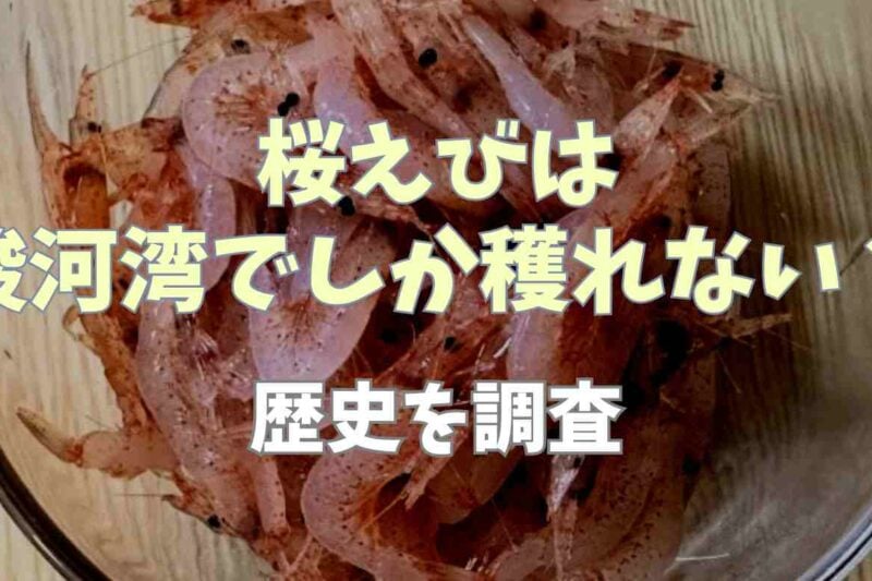 桜えびは駿河湾だけでしか獲れないのはなぜ？歴史やおすすめのレシピも紹介