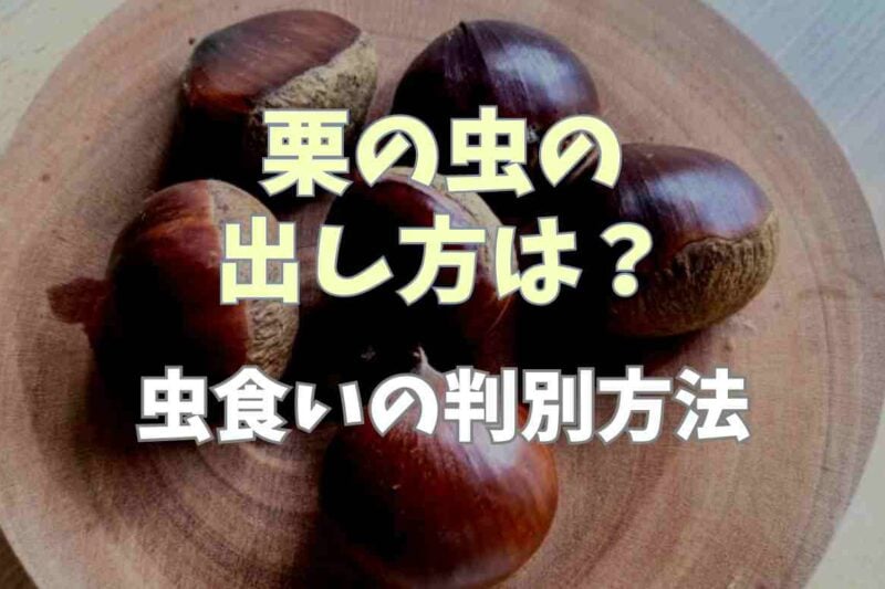 栗の虫の出し方は？虫食いの判別方法や虫も食べても大丈夫かも調査