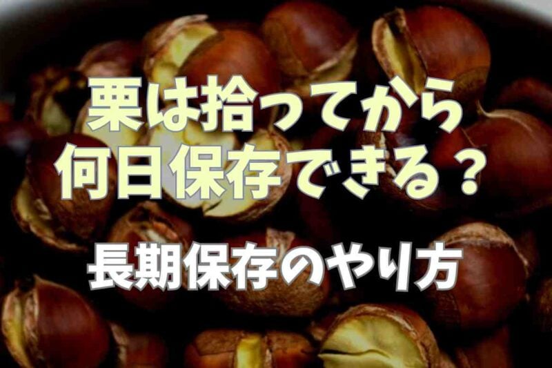 栗は拾ってから何日保存できる？長期保存のやり方とポイント