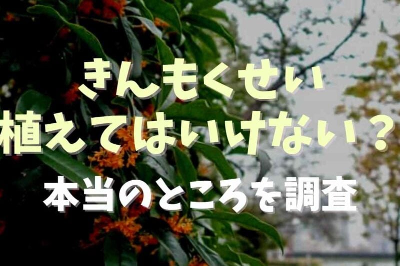 金木犀は植えてはいけない？理由と本当のところを調査