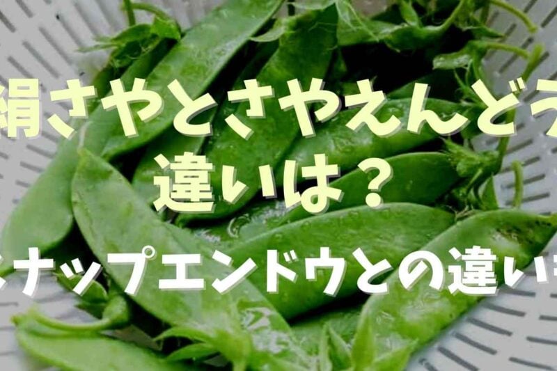 絹さやとさやえんどうの違いは？スナップえんどうとの違いについても